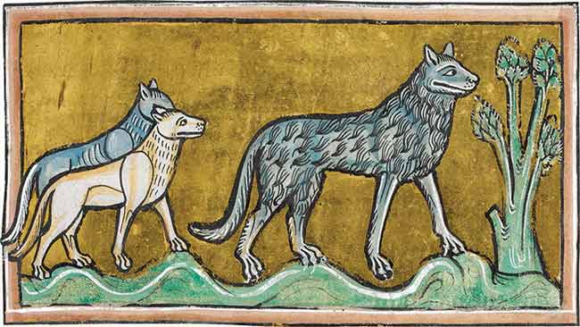 Un branco di lupi in una miniatura medievale